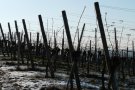La gelada del 27 de març passat causa danys de 3,5 MEUR en 3.000 hectàrees de cultius de vinya i fruita de Catalunya 