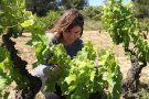 La DO Conca de Barberà redobla l'aposta per l'enoturisme per pal·liar la crisi de la covid-19 