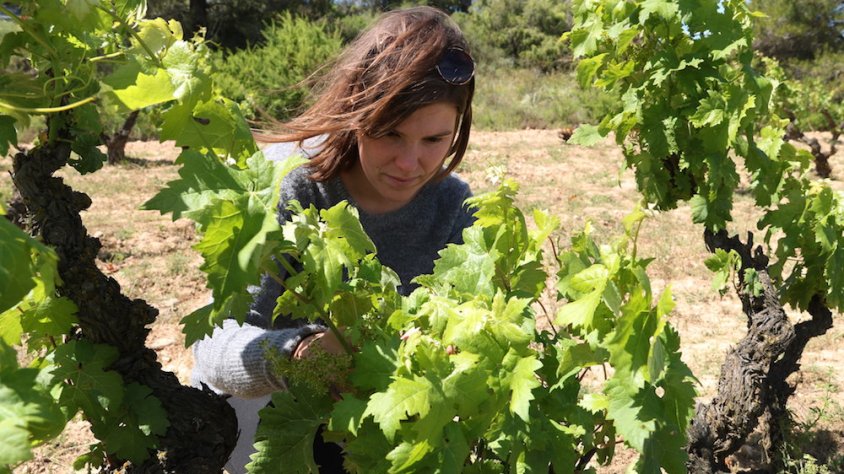 La DO Conca de Barberà redobla l'aposta per l'enoturisme per pal·liar la crisi de la covid-19 