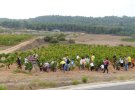La mainada gaudeix de la quarta Festa de la Verema Infantil que organitza l’AMPA del col·legi de Blancafort