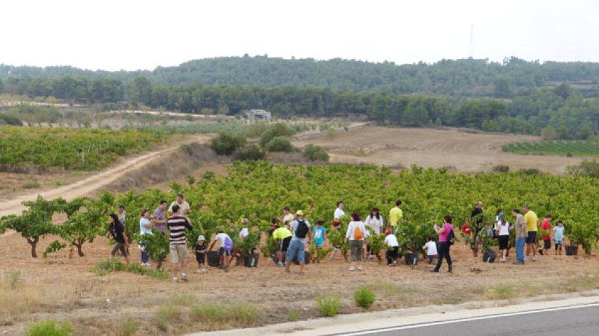 Al voltant de 28-30 nens i nenes van conèixer tot el procediment de la verema com a protagonistes.