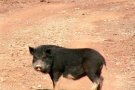 Unió de Pagesos reclama al Govern un canvi en la gestió de la fauna salvatge