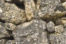  Presentació literària al Museu de la Vida Rural de l’Espluga de Francolí