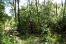 Iniciats els treballs de recuperació del camí ramader entre el monestir de Poblet i la vila de Prades