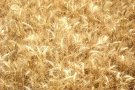 Agricultura abona l’ajut de la mesura agroambiental d’Incorporació de la palla de cereal al sòl pertanyent al Pla Pilot del Contracte Global d’Explotació
