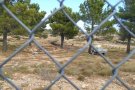 UP apunta l’activitat a les Garrigues de Vilaverd com a causa de proliferació de conills salvatges 