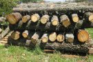 Es fabrica la primera bóta de vi amb fusta de roure reboll de Prades