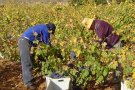 Augment de la presència dels vins de les Denominacions d’Origen vitivinícoles de Catalunya