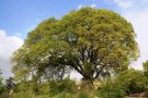 Disset arbres de Vimbodí i Poblet, declarats d’interès comarcal