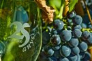 La Guia Parker del 2013-2014 puntua setze vins de la DO Conca de Barberà