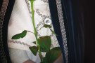 La Setmana Medieval i el seu curtmetratge es presentaran a Barcelona la vigília de Sant Jordi