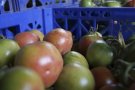 La Conca 5.1 organitza un debat sobre l’agricultura i els productes de proximitat