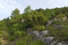 Coneix les plantes aromàtiques de la comarca