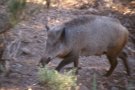“Gaudeix de la carn de caça”, nou espai amb consells de seguretat alimentària