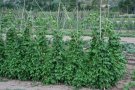 Agricultura abona 2 milions d'euros de l'ajut de Pagament Únic a 1.136 productors de la Conca de Barberà