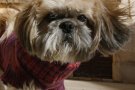 Conveni de l’Ajuntament de Montblanc per a la prestació del servei de recollida d’animals abandonats a l’Associació SPAC 