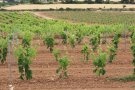 La verema d'enguany es preveu més quantiosa i amb un endarreriment d'una a dues setmanes respecte de l'any 2017