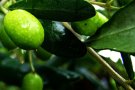 Unió de Pagesos estima una davallada a Catalunya en la collita d’olives del 41% que suposarà una caiguda d’ingressos de 31,2 milions d’euros