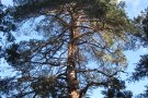 Nou projecte per conèixer els arbres vells i de gran diàmetre del Bosc de Poblet
