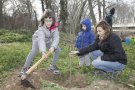 Jornada d'eliminació de canya i plantada d'arbres autòctons a la ribera del riu Francolí a Vilaverd