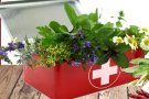 Taller per aprendre a fer una farmaciola natural