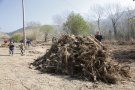 Autoctonitzen el bosc de ribera del riu Francolí a Vilaverd