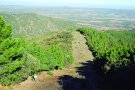 El Refugi de Fauna Salvatge del Bosc de Poblet manté estables les poblacions de senglar