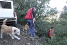 La població de senglars al refugi de fauna salvatge del Bosc de Poblet assoleix la xifra més alta dels darrers cinc anys