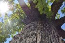 Vimbodí i Poblet posa en marxa 