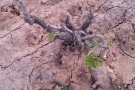 Agricultura abona més de 2,5 milions d'euros en ajuts per als plans de reestructuració i reconversió de la vinya