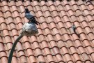 Gairebé mig milió d’euros per lluitar contra insectes, coloms, rosegadors i altres plagues