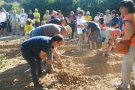 Santa Coloma de Queralt inicia la promoció del cultiu de safrà amb la plantada de més de 500 bulbs