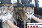 Investigada una parella a la Conca de Barberà per maltractar dos gossos de la seva propietat
