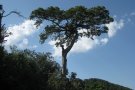 L'inventari d'arbres vells al Paratge Natural de Poblet detecta cinc exemplars de més de 300 anys
