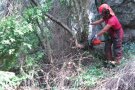 S’inicien a Montblanc els treballs de millora de la teixeda de l’Obaga de la Vall