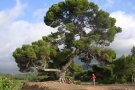 Territori i Sostenibilitat declara 4 nous arbres monumentals de la Conca de Barberà