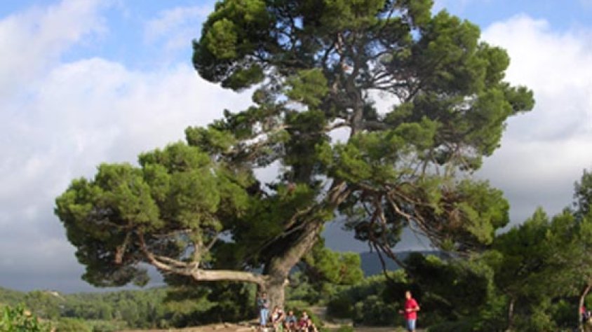 Pi del Xaconet