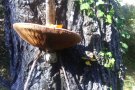 Activitats de tardor que tenen a veure en el món dels bolets