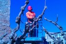 L’Ajuntament de Montblanc realitza la campanya de poda de l’arbrat del municipi