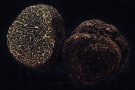 El 14 de gener arriben les 2es Jornades de la Tòfona Negra
