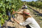 Cellers Torres ofereix la ‘millor experiència enoturística’ segons Drinks International