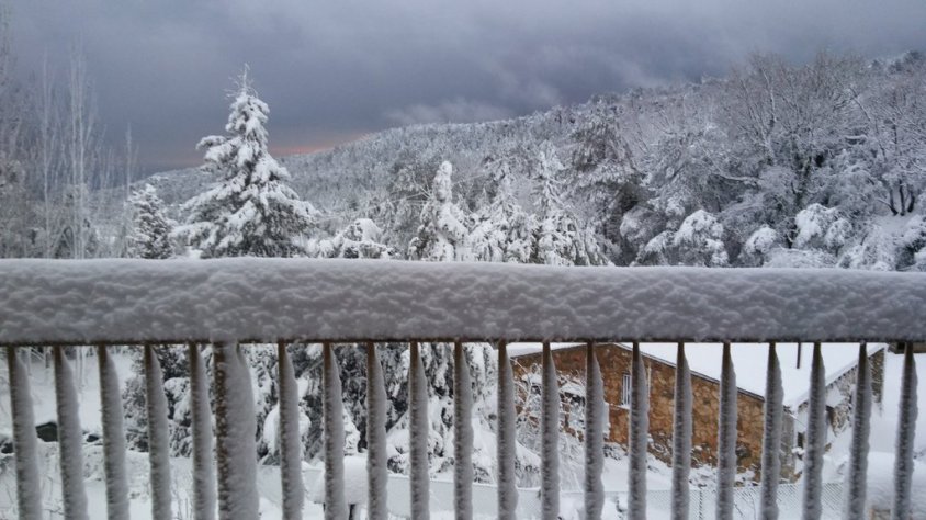 Neu a Rojals (30 cm)