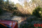 Treballs de neteja forestal a Senan