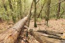 Un estudi sobre escarabats al Paratge Natural de Poblet situa aquest bosc com un dels més ben conservats de la Mediterrània