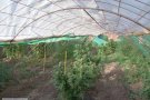 A presó un dels detinguts veïns de Vilaverd per traficar amb marihuana i agredir dos homes que els van intentar robar la droga 