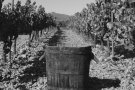 Torna la Cursa de Portadores a l'Espluga de Francolí