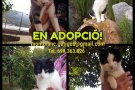 L’Associació Montblanc Gat i Gos organitza una jornada d’adopcions i recollida de pinso aquest 11 de novembre
