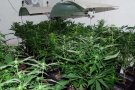 Els Mossos resolen un furt de mobiliari a Vilaverd i localitzen una plantació de marihuana