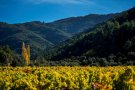 Taller d'ocells al Paratge Natural de Poblet