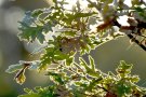 Natura, ioga i ment al Paratge Natural de Poblet